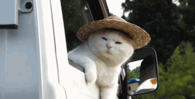 [데이터주의] 고양이-고양이-고양이-고양이-고양이-Cat.gif | 인스티즈