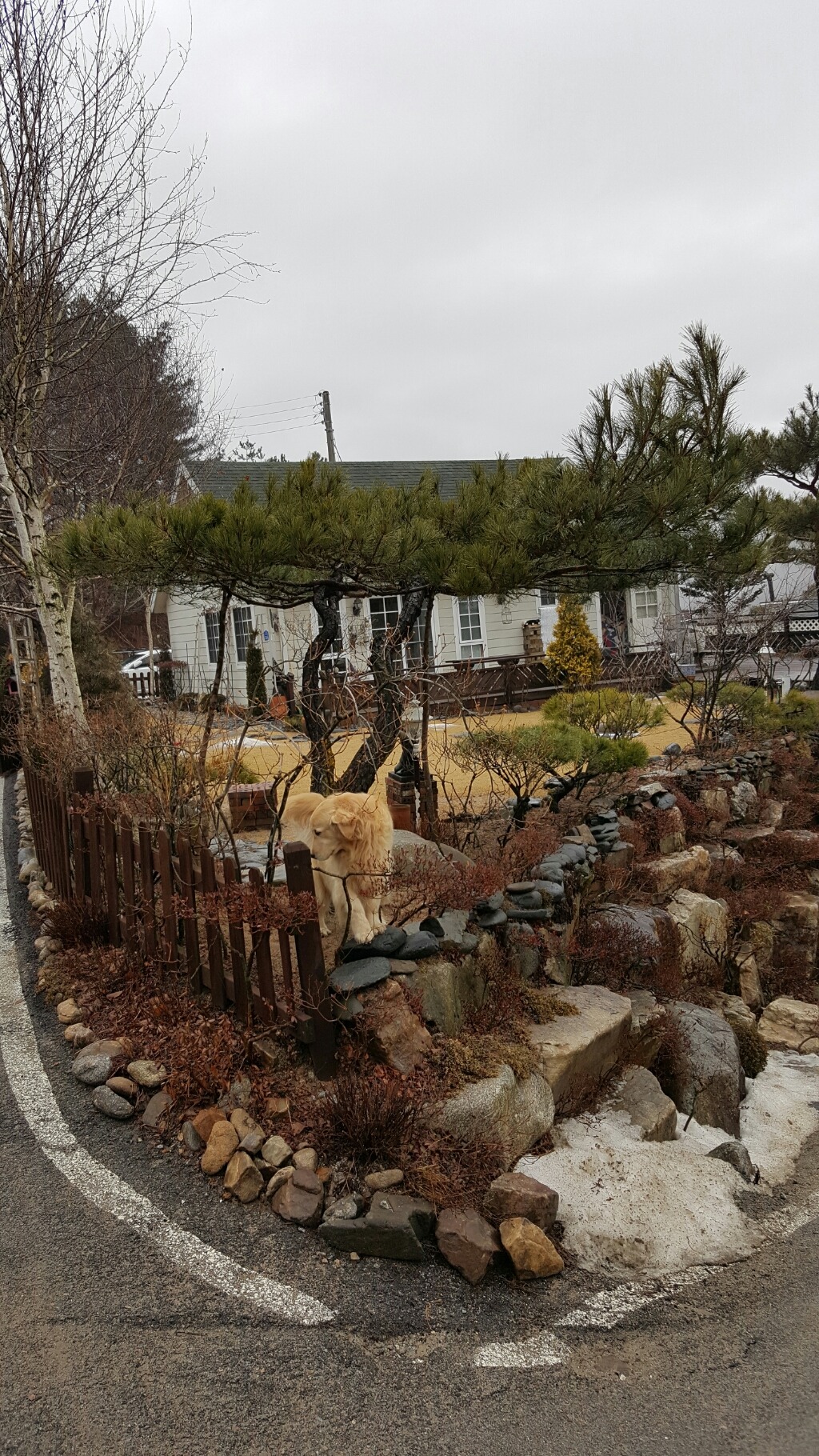 하발두부 이미지