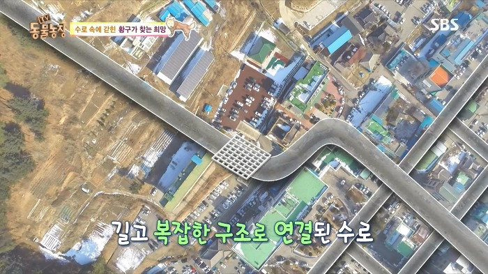 [동물농장] 수로 속에 갇힌 황구가 찾는 희망.JPG (감동주의) | 인스티즈