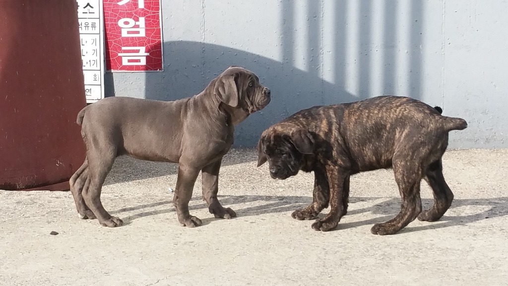카네 이미지