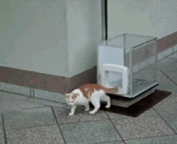 고양이 엘리베이터.gif | 인스티즈