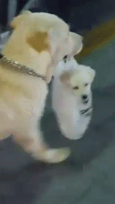 만약 안귀엽다면 우리나라를 떠나겠습니다.gif | 인스티즈