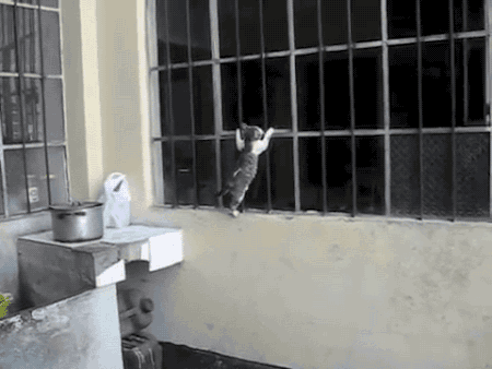 아깽이 데리고 가는 엄마 고양이.gif | 인스티즈