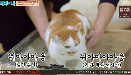 [마리와나] 뚱보냥 호동이 다이어트 시키기 (feat.먼지) | 인스티즈