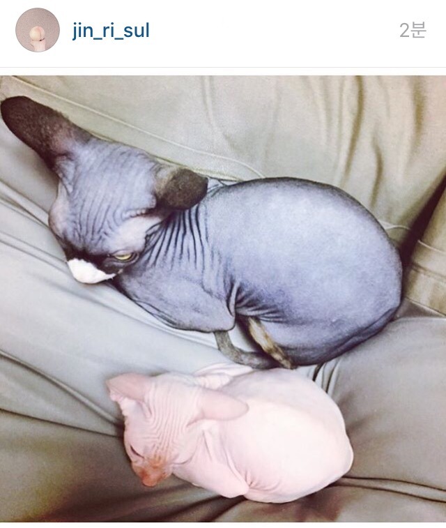 설리 고양이 | 인스티즈