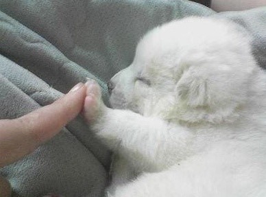 강아지가 말 없이 서있길래 뭐하나 봤더니..... | 인스티즈