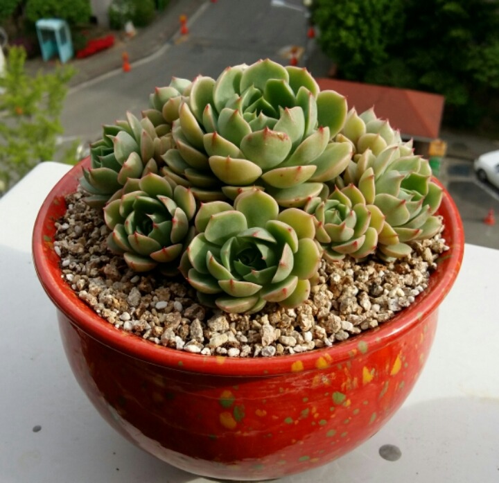 바디스 이미지