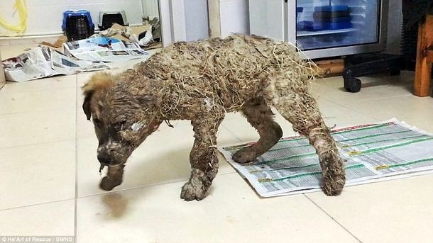 터키에서 구조된 접착제 테러당한 강아지 | 인스티즈