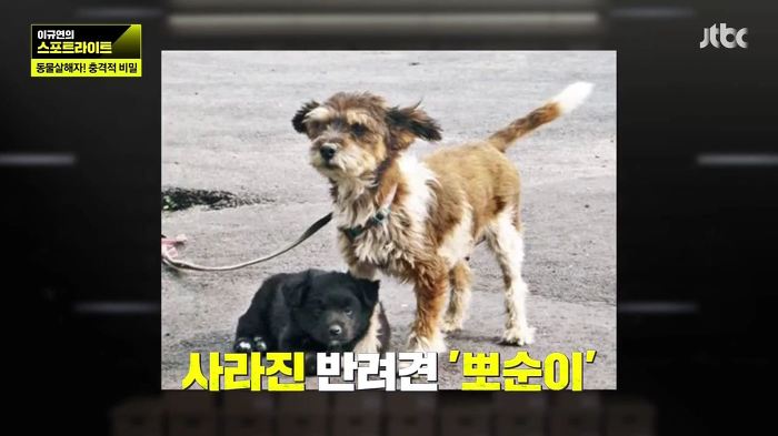 개 50여마리를 담뱃불로 지지고 던지고 매질해 살해한 남고생 7명.jpg | 인스티즈