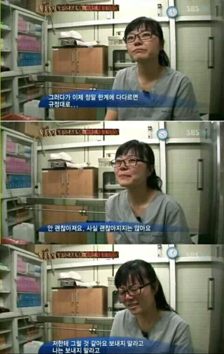유기견을 안락사시키는 수의사들의 심정 | 인스티즈