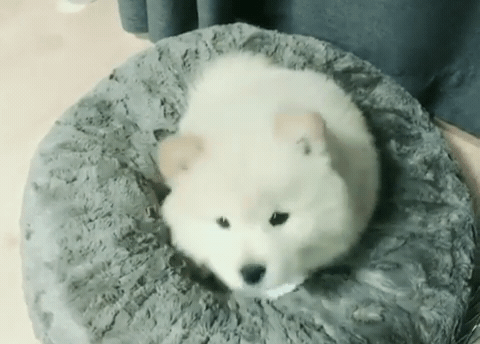 핵 귀여운 나인뮤지스 경리 반려견 시로(심장녹음주의) | 인스티즈