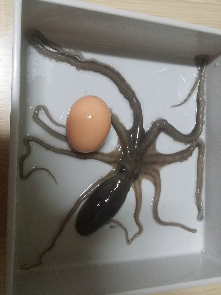 용낙지 이미지