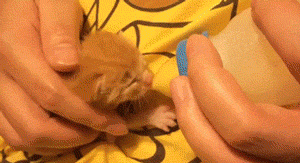 아기 냥이 성장기.gif | 인스티즈
