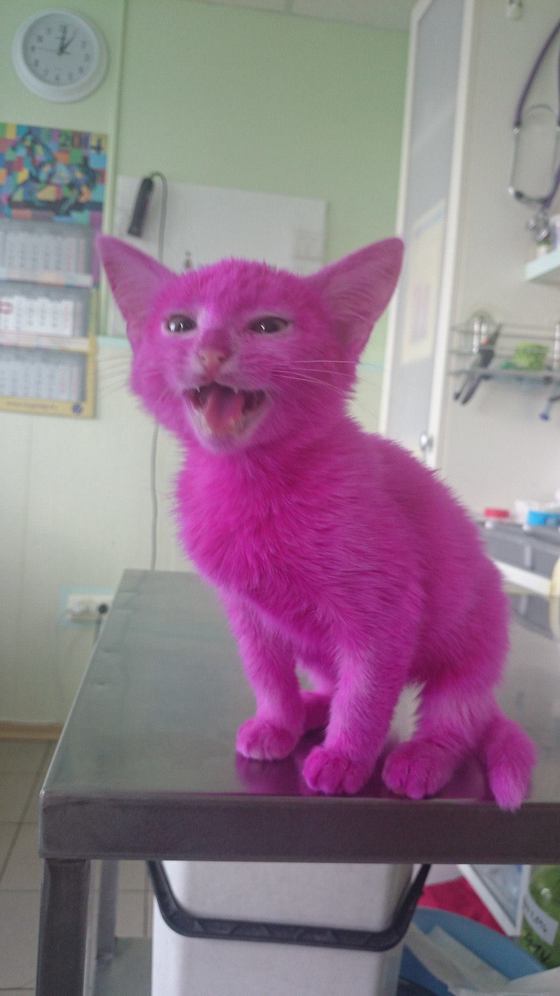 핑크색 고양이의 죽음.jpg | 인스티즈