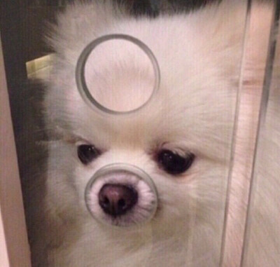 개 키우는 사람은 공감할 긴급상황 | 인스티즈