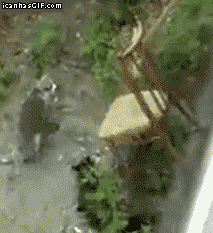 고양이 엘리베이터.gif | 인스티즈