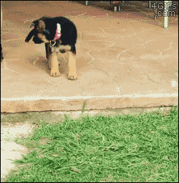 강아지의 점프력 | 인스티즈