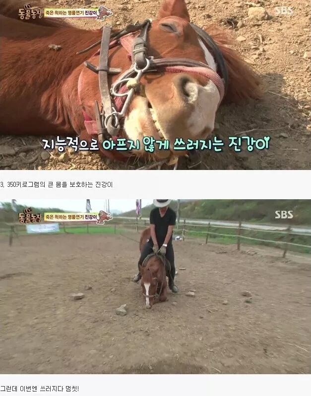 죽은척 하는 말 | 인스티즈
