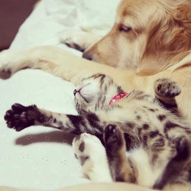강아지와 고양이.jpg | 인스티즈