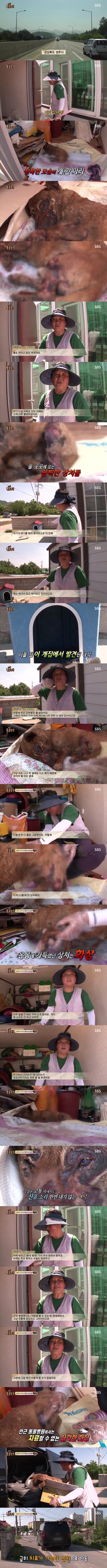 [동물농장] 온몸에 화상입은 강아지 | 인스티즈