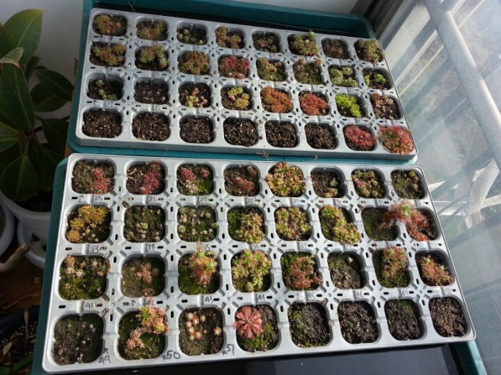 겜마 이미지