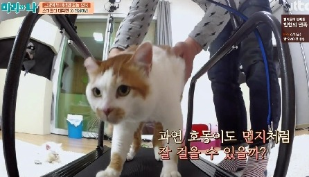 [마리와나] 뚱보냥 호동이 다이어트 시키기 (feat.먼지) | 인스티즈