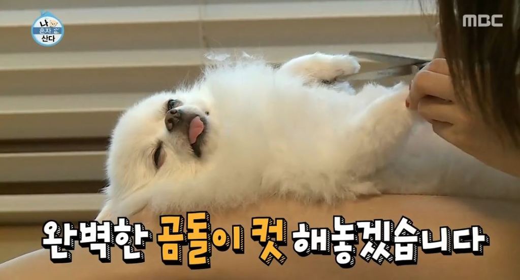 [나혼자산다] 순심이 셀프미용 | 인스티즈