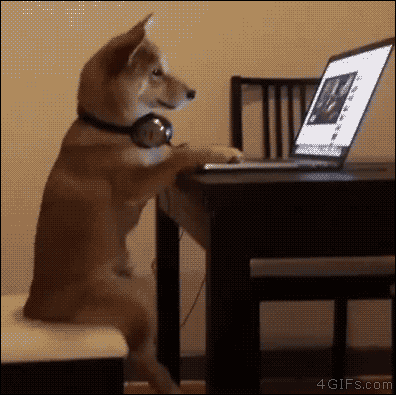 고양이 좋아하는 사람들 이해안가지 않음?.gif | 인스티즈