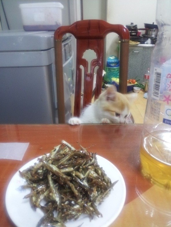 멸치반찬 못 먹게 해서 삐진 아기 고양이 | 인스티즈