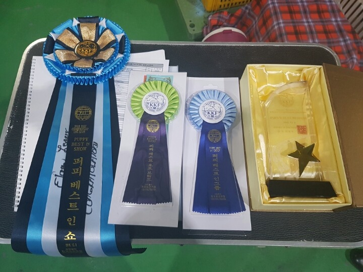 BIS교육 이미지