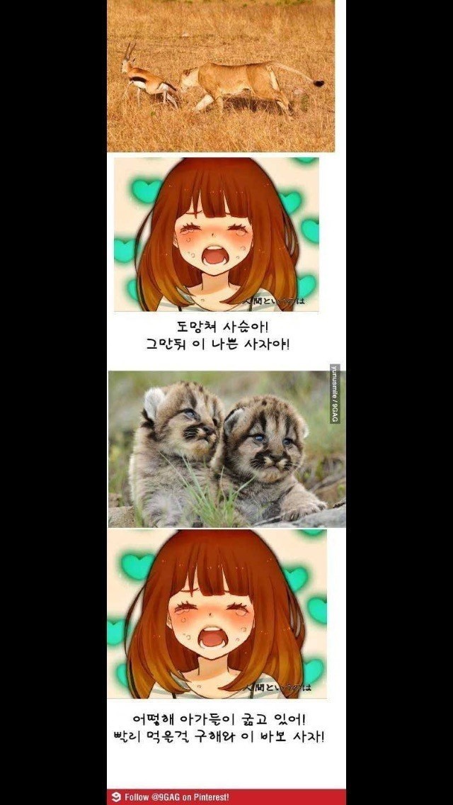 여자들이 동물의 왕국 볼 때 | 인스티즈