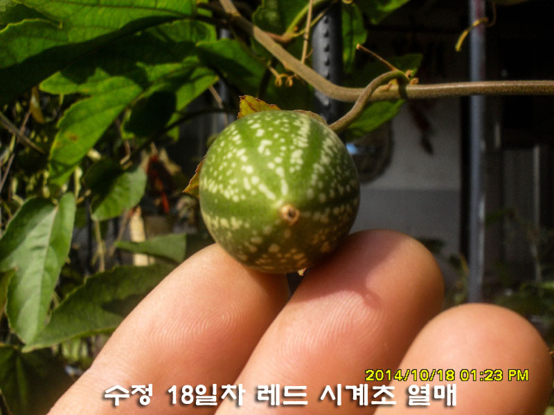 수정열매 이미지