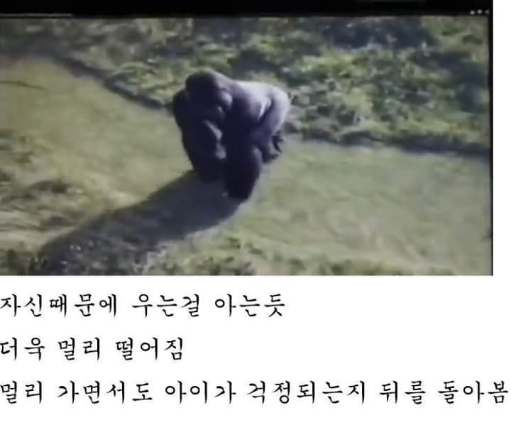 고릴라 이미지