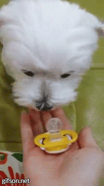 만약 안귀엽다면 우리나라를 떠나겠습니다.gif | 인스티즈
