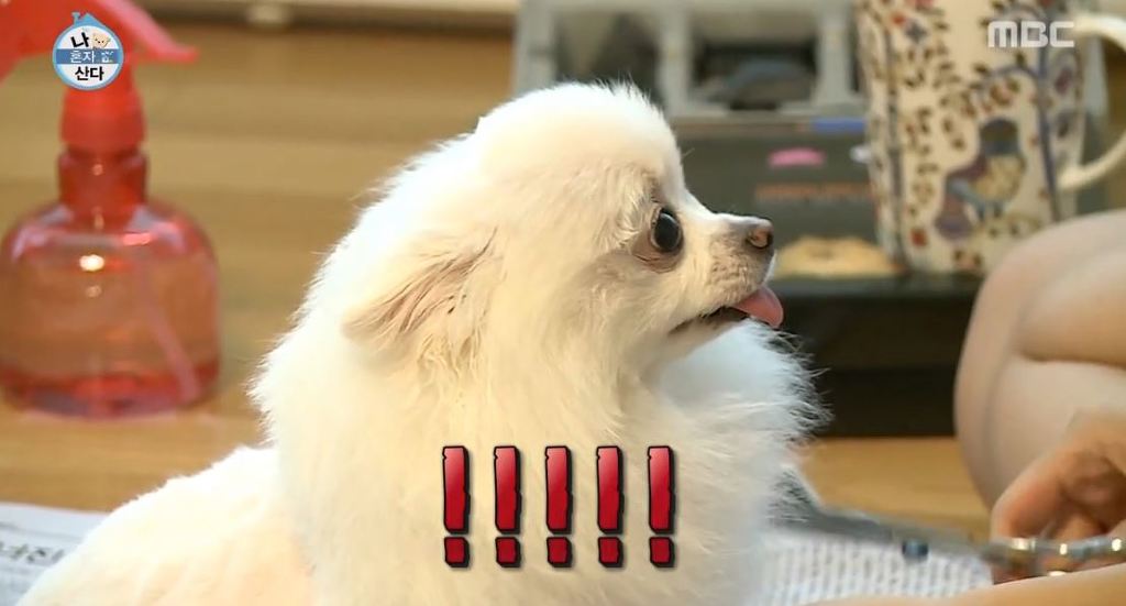 순심이 이미지