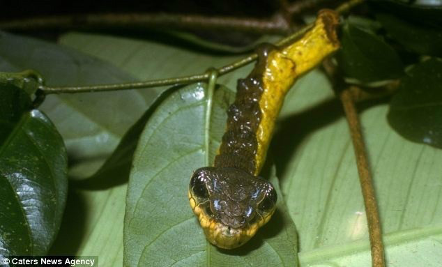 위장술.jpg | 인스티즈