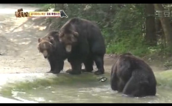 동물농장 - 공격당한 암컷 곰 | 인스티즈
