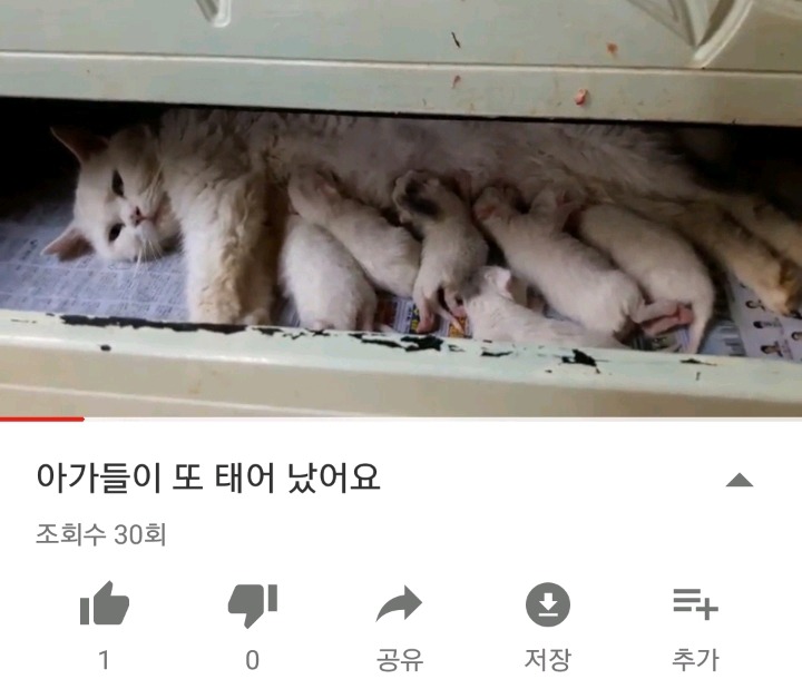 가정집 고양이공장같은 애니머호더 유튜버 봐줘라 | 인스티즈