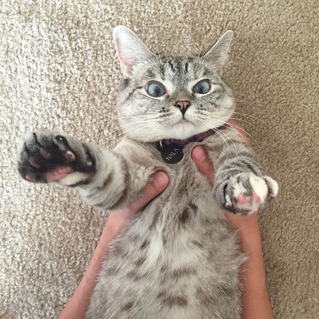 인스타 최고의 귀염둥이 냥냥이 nala | 인스티즈