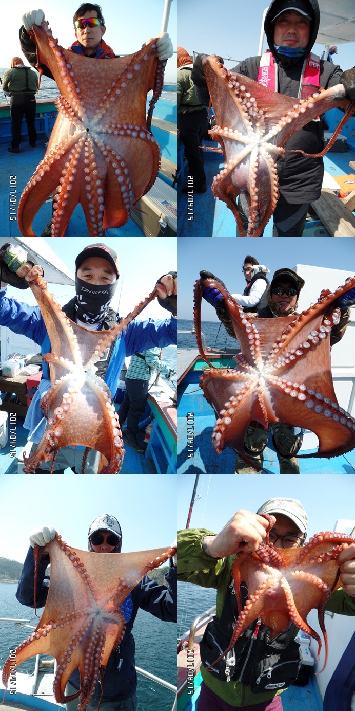 동해문어 이미지