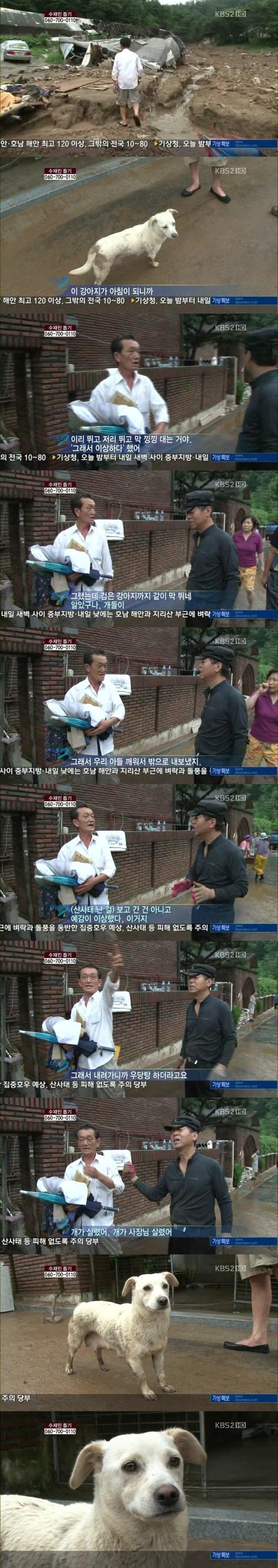 댕댕이가 갓댕이인 이유. jpg | 인스티즈