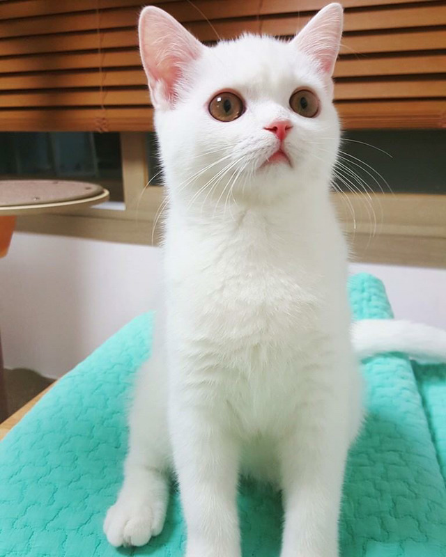 인기스타냥이 미유!!! | 인스티즈