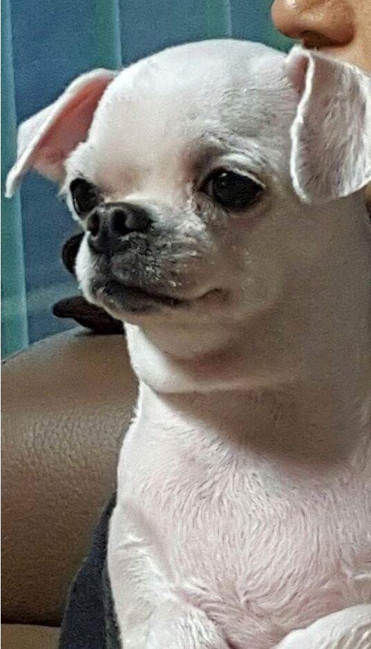 친구들이 우리개 백종원 닮았다고 놀림.jpg | 인스티즈