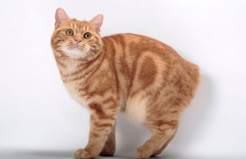 꼬리 없는 고양이라고 들어봤니?! 맹크스 고양이에 대하여 | 인스티즈