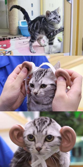 고양이 귀빨에 속음 | 인스티즈