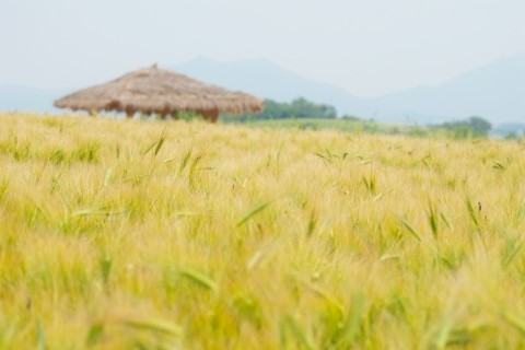 비유화인 이미지