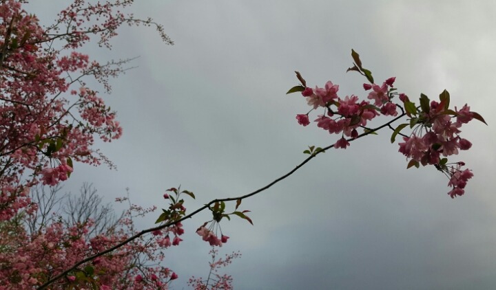 연산홍 이미지