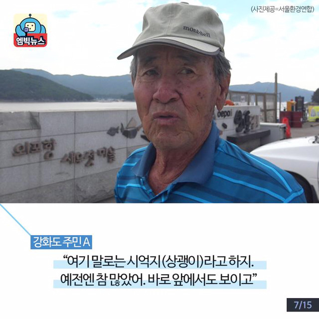 한강에 돌고래가 산다? | 인스티즈