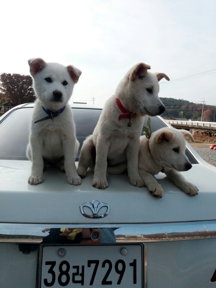 개소주가 되어 주인품으로 돌아온 매실이. 매실이는 이쁘고 영리하지만 겁도많은 소중한 가족이었습니다 | 인스티즈