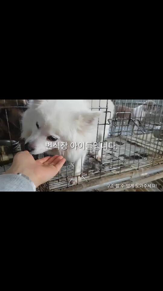 안락사없는 보호소 아이들 도와주세요 ㅠㅠ | 인스티즈